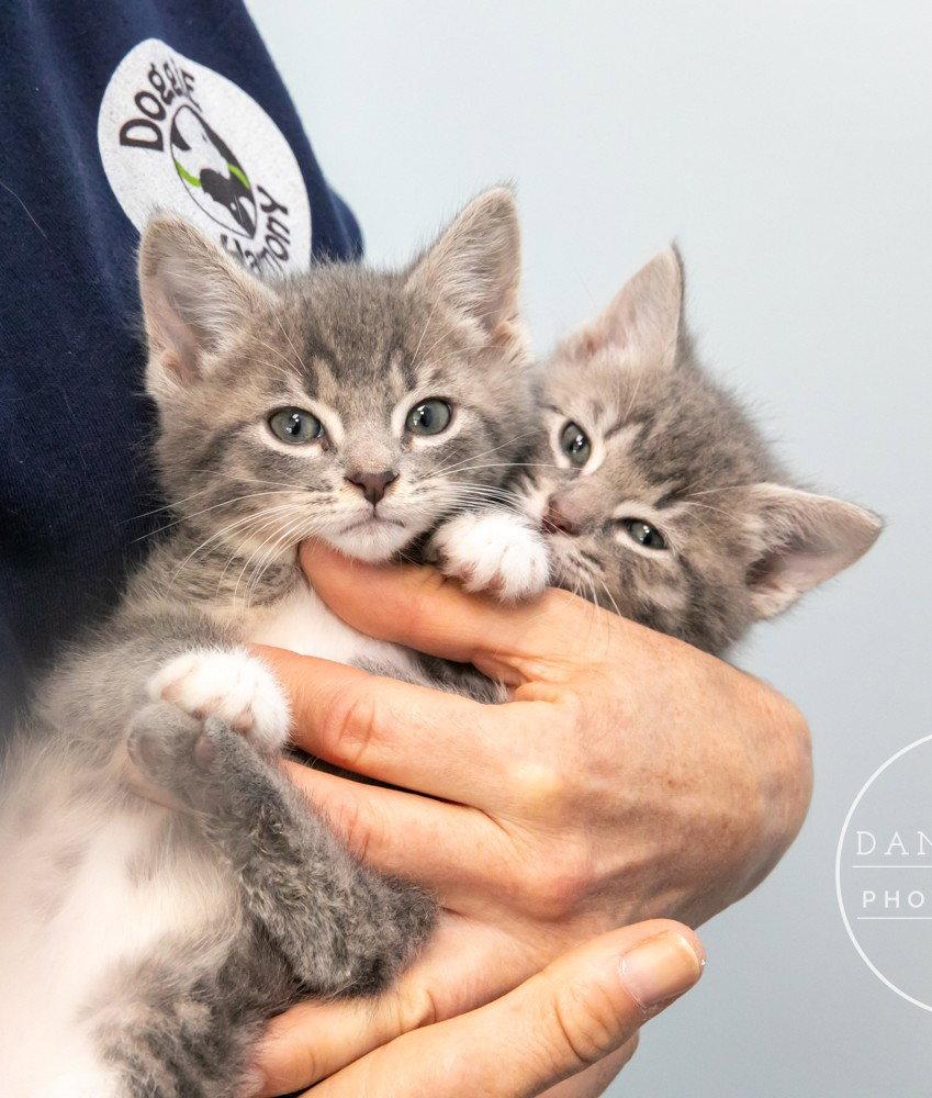 Enlarge Oliver, a Adopted Domestic Short Hair in Decatur, GA image 3/3