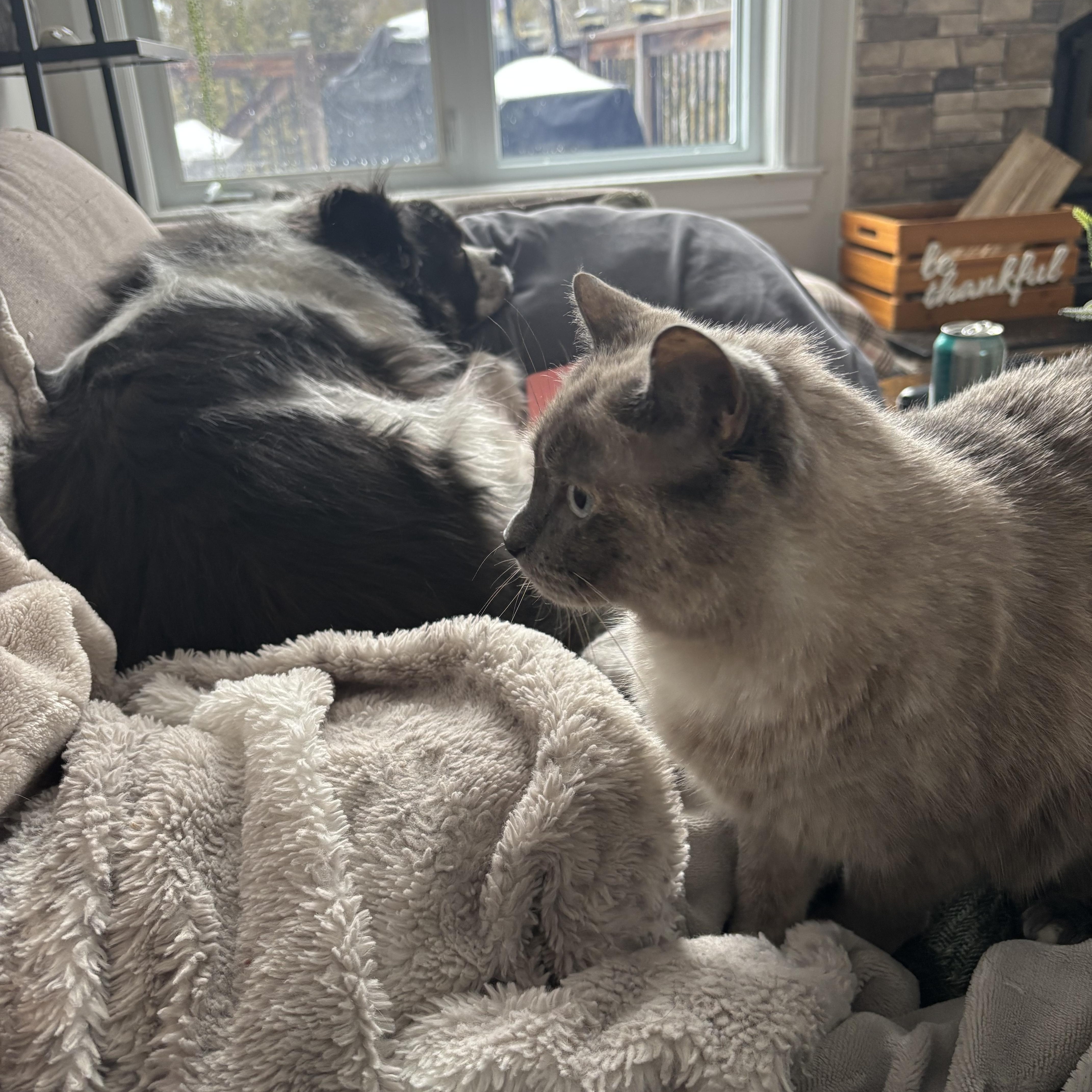 Enlarge Gracie, a ADOPTABLE mixed breed in Ottawa, ON image 3/3