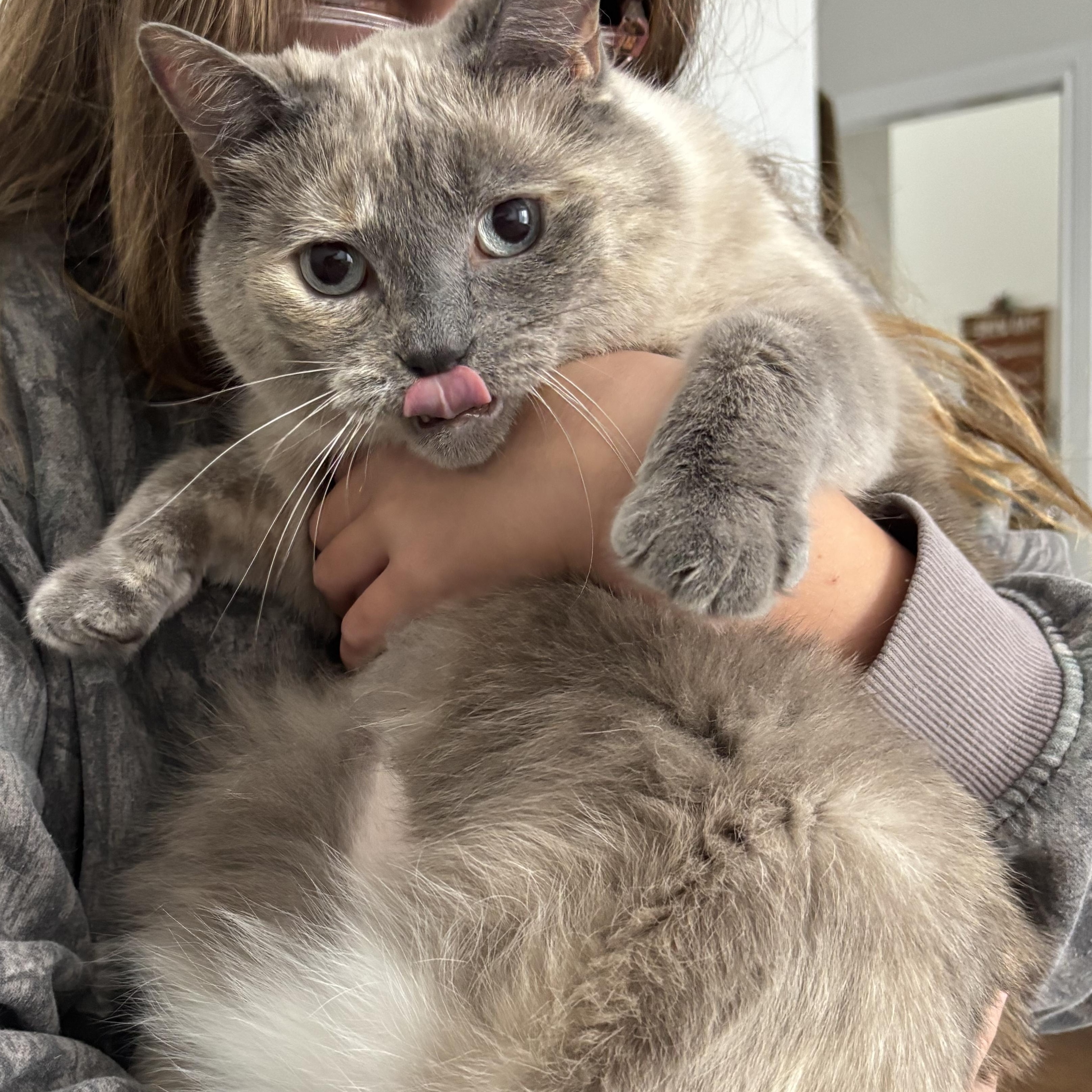 Enlarge Gracie, a ADOPTABLE mixed breed in Ottawa, ON image 2/3