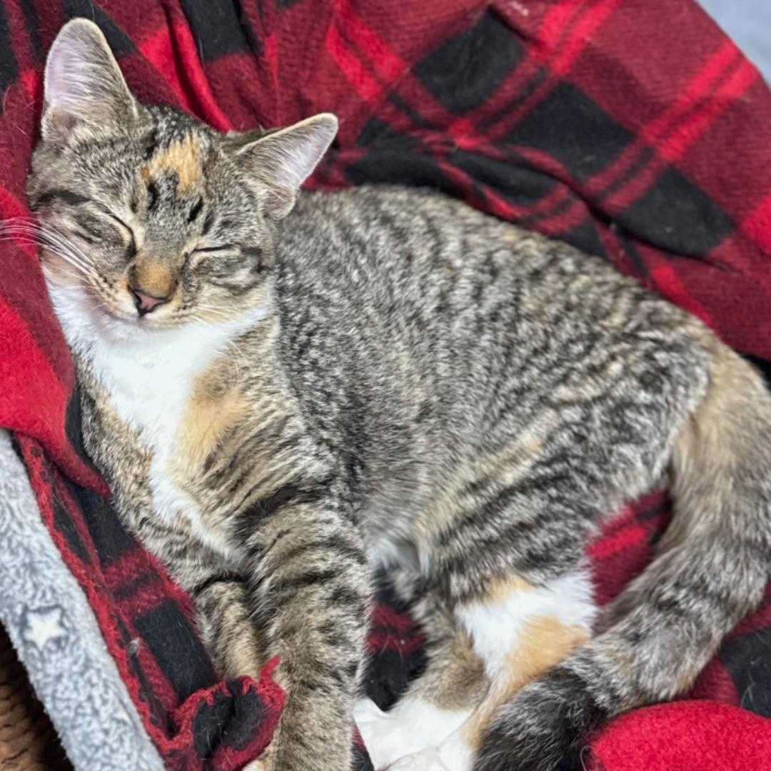 Dots, Adoptable, Young Female Domestic Short Hair.