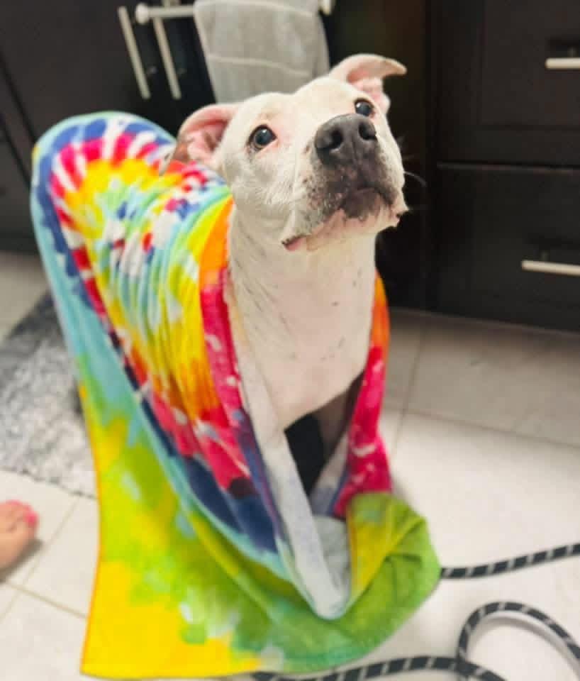 Daisy, a ADOPTABLE American Bully in Lutz, FL image 3/3