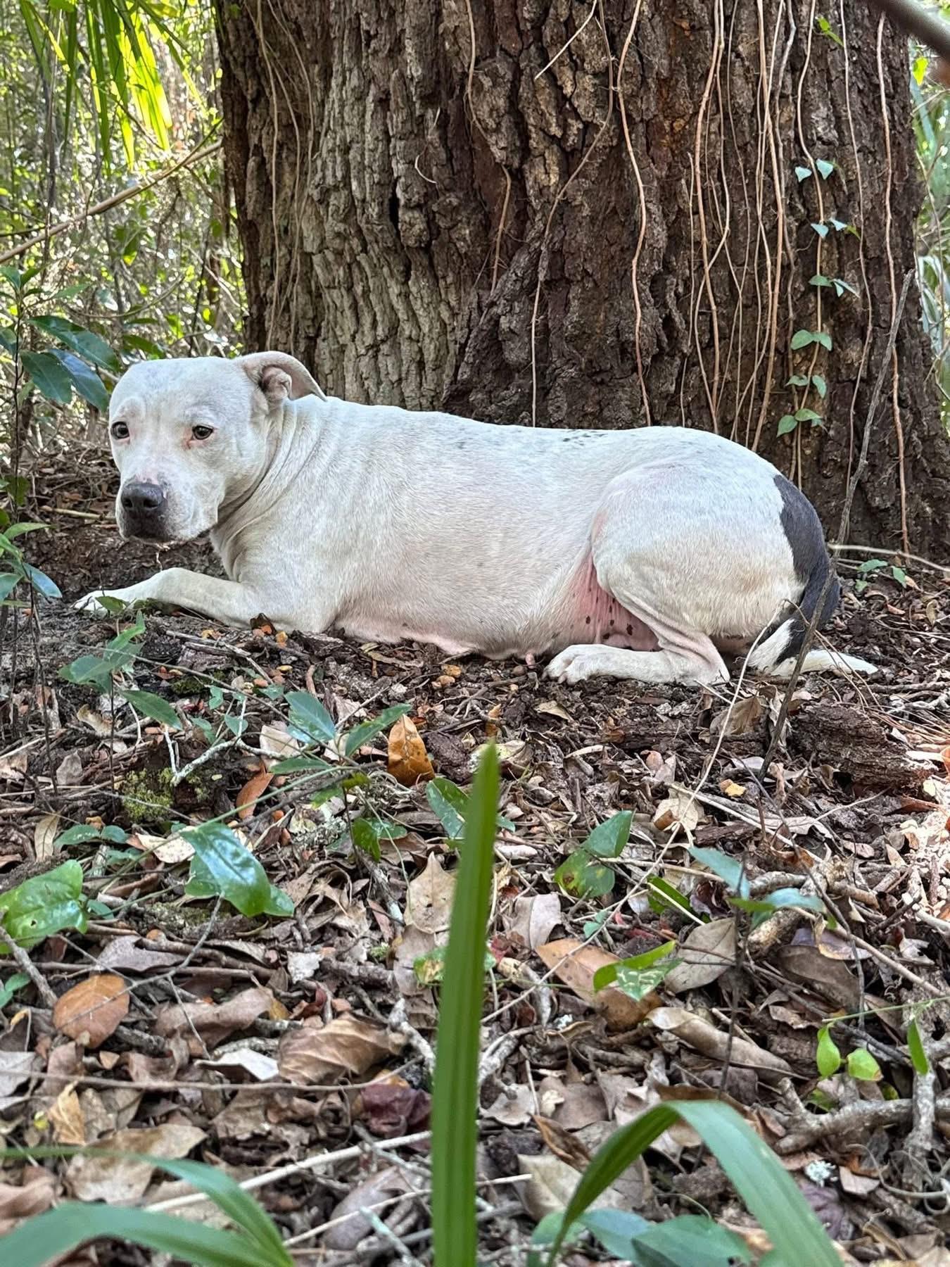 Daisy, a ADOPTABLE American Bully in Lutz, FL image 2/3