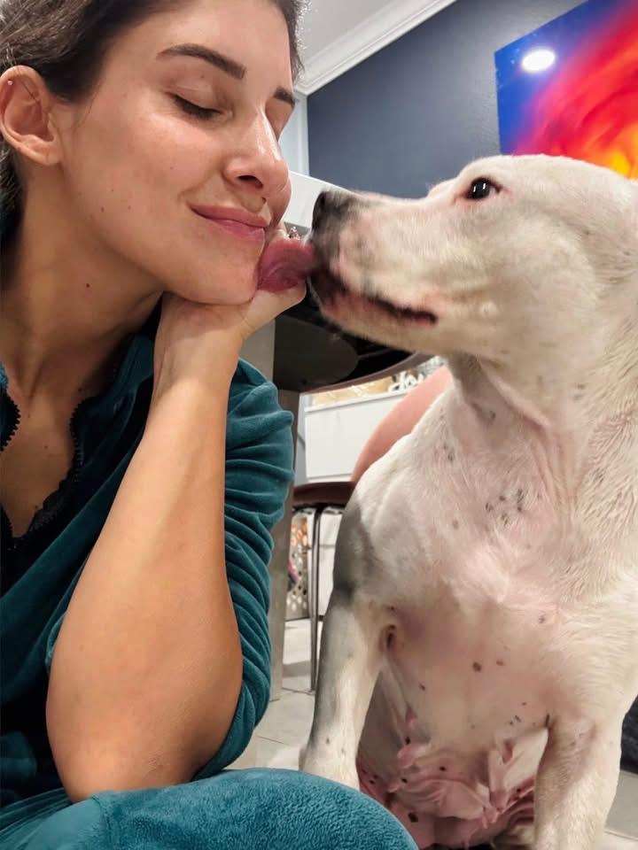 Daisy, ADOPTABLE, Young Female American Bully.