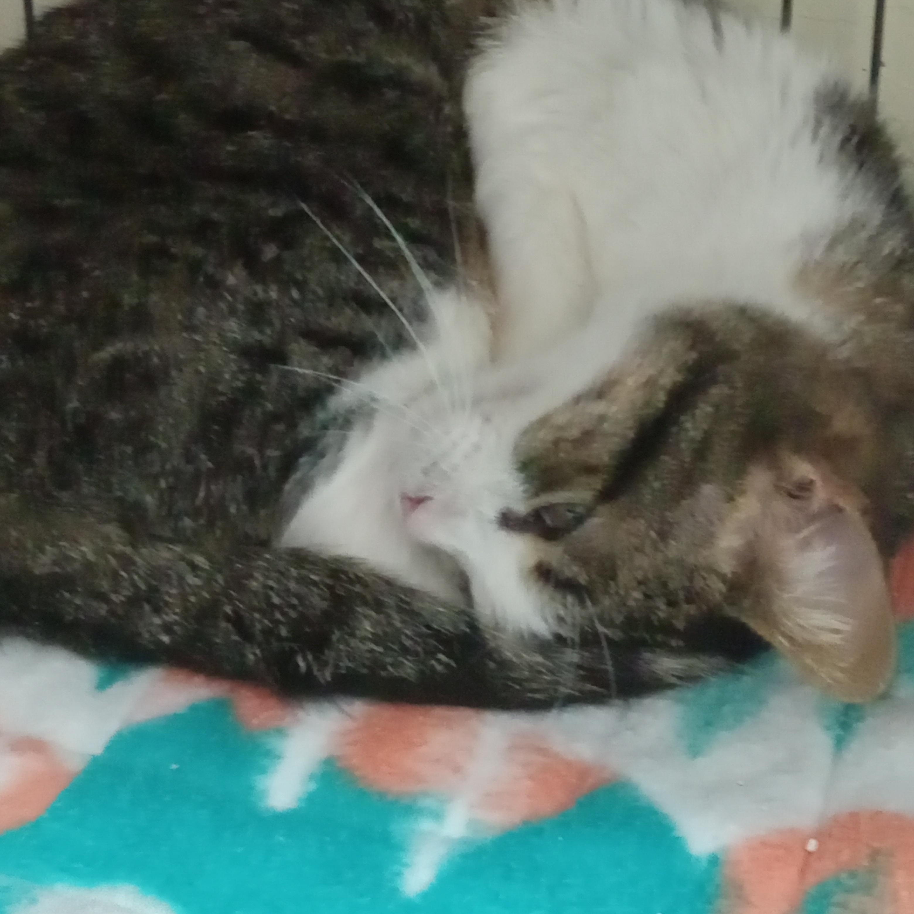 Chalupa, a Adoptable Domestic Short Hair in Yuma, AZ image 4/4