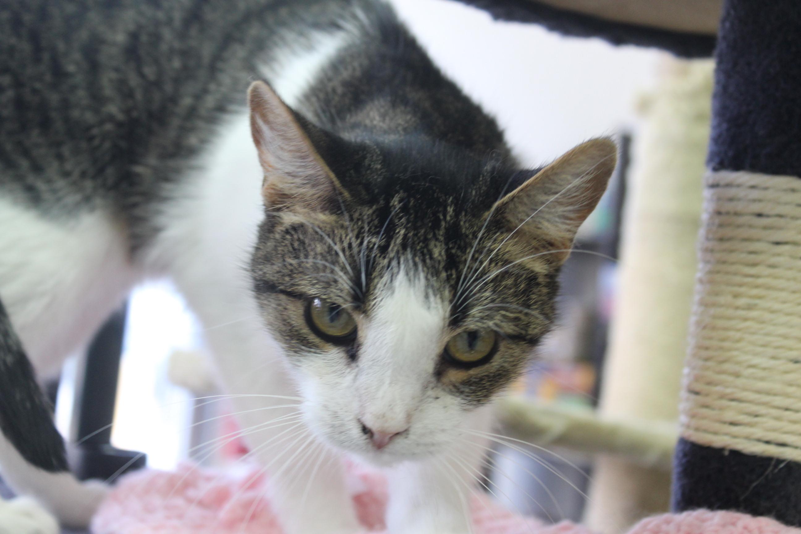 Chalupa, a Adoptable Domestic Short Hair in Yuma, AZ image 2/4