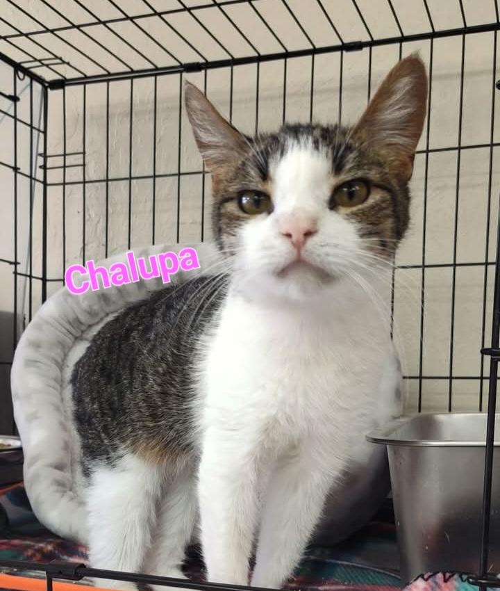 Chalupa, a Adoptable Domestic Short Hair in Yuma, AZ image 3/4