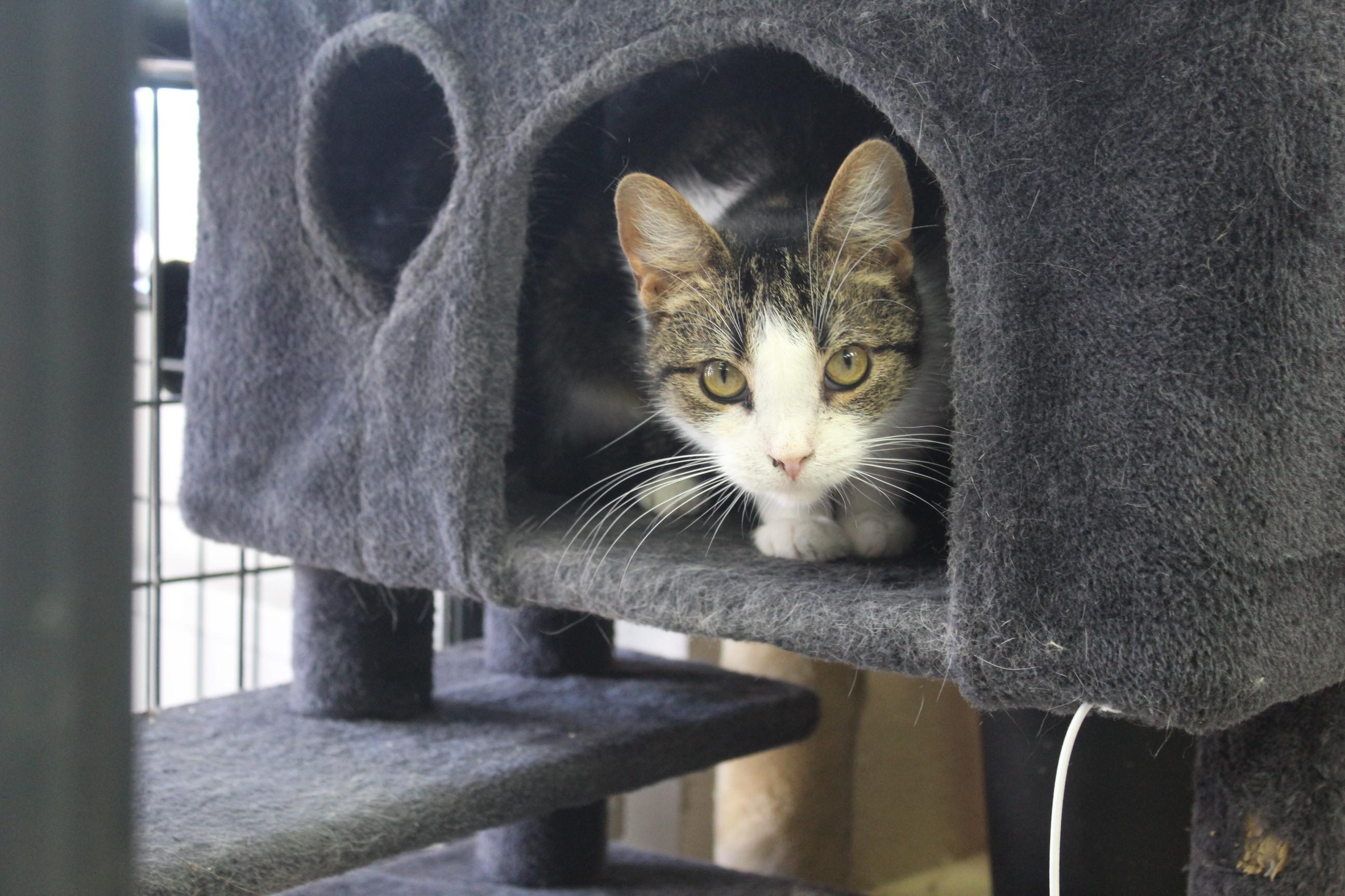 Chalupa, Adoptable, Adult Female Domestic Short Hair.