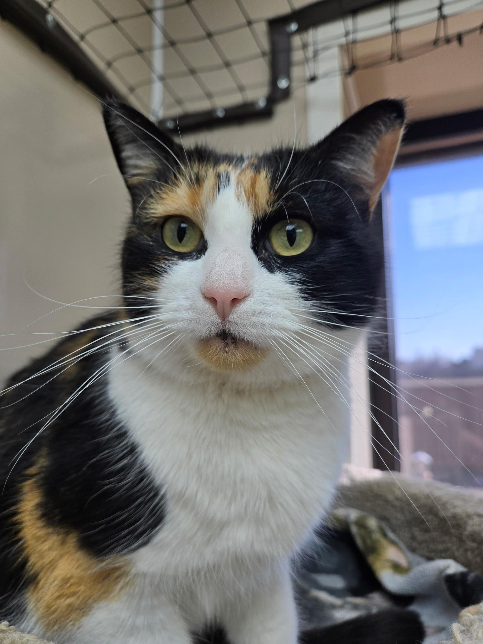Lucy, ADOPTABLE, Adult Female Calico.