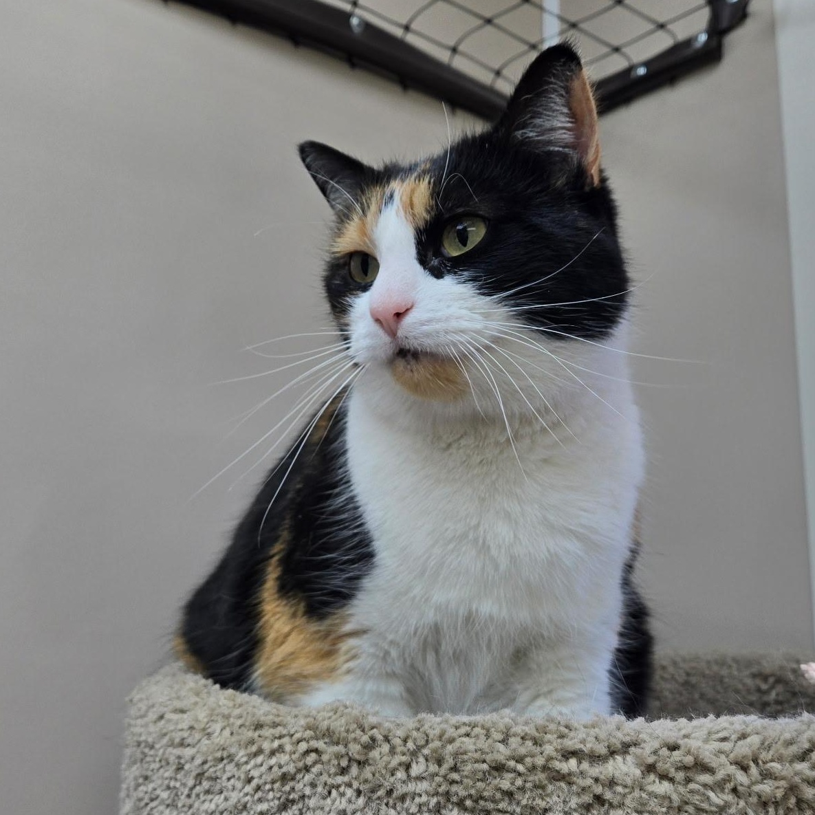 Enlarge Lucy, a ADOPTABLE Calico in Tuttle, OK image 2/3