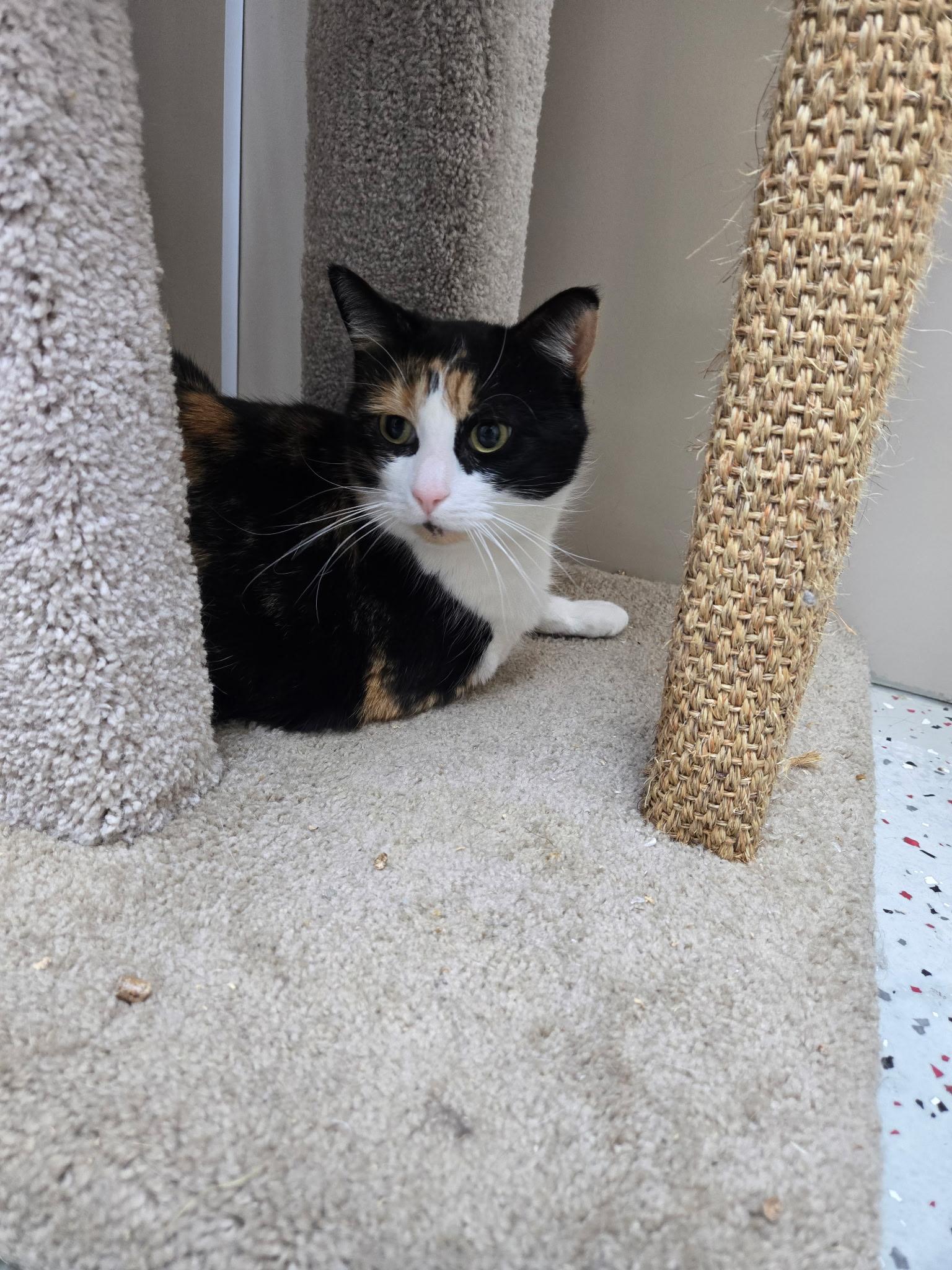 Enlarge Lucy, a ADOPTABLE Calico in Tuttle, OK image 3/3