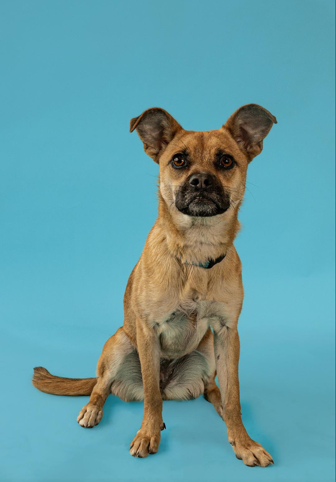 Torie, ADOPTABLE, Young Female German Shepherd Dog & Corgi.