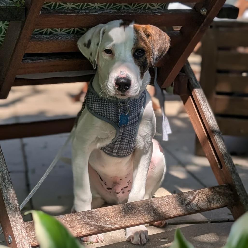 Enlarge Rocky, a Adoptable mixed breed in St. Charles, IL image 2/6