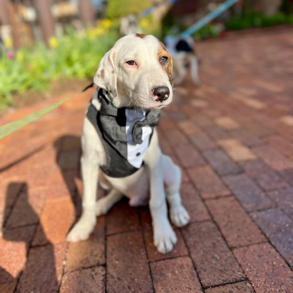 Enlarge Rocky, a Adoptable mixed breed in St. Charles, IL image 2/6
