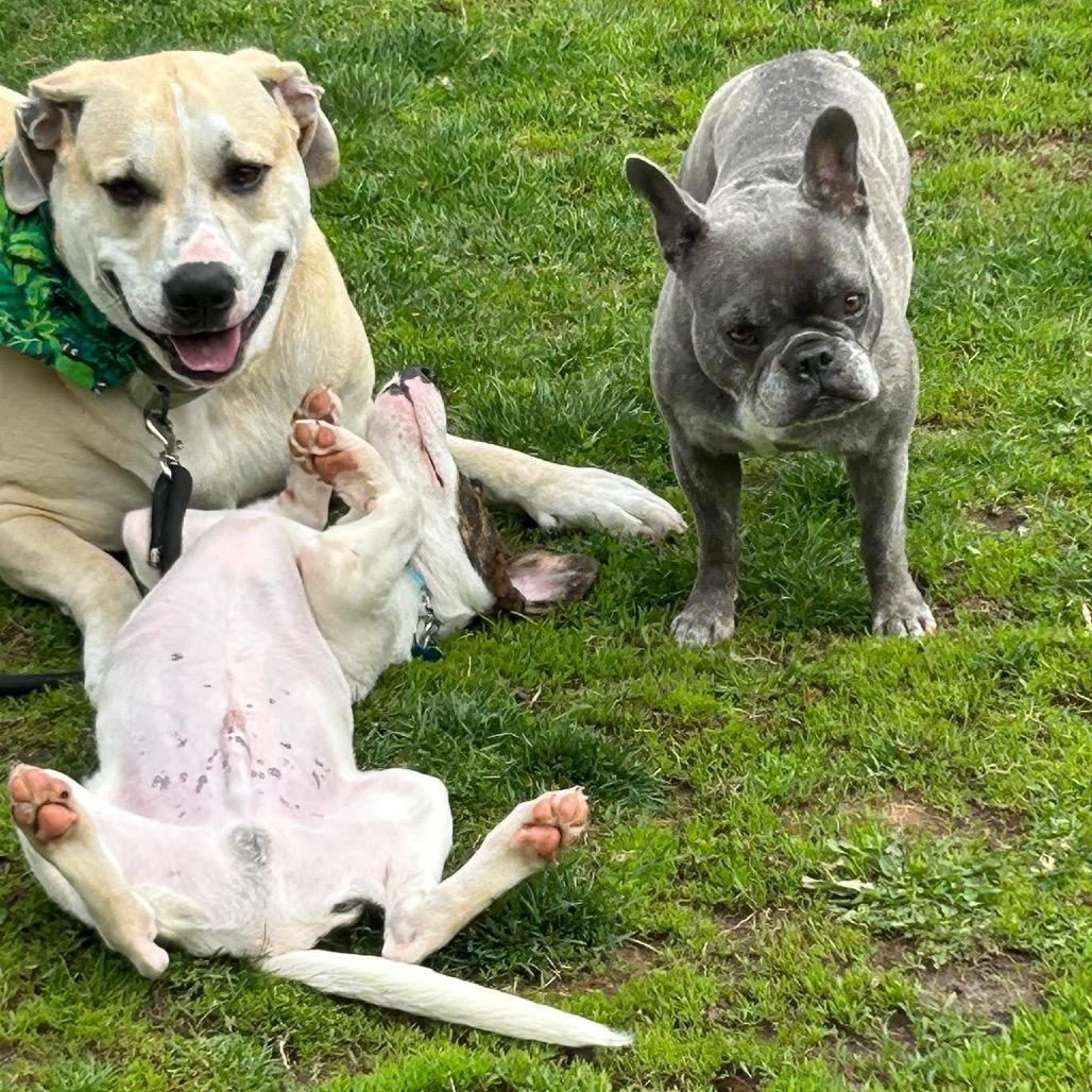 Enlarge Rocky, a Adoptable mixed breed in St. Charles, IL image 3/6