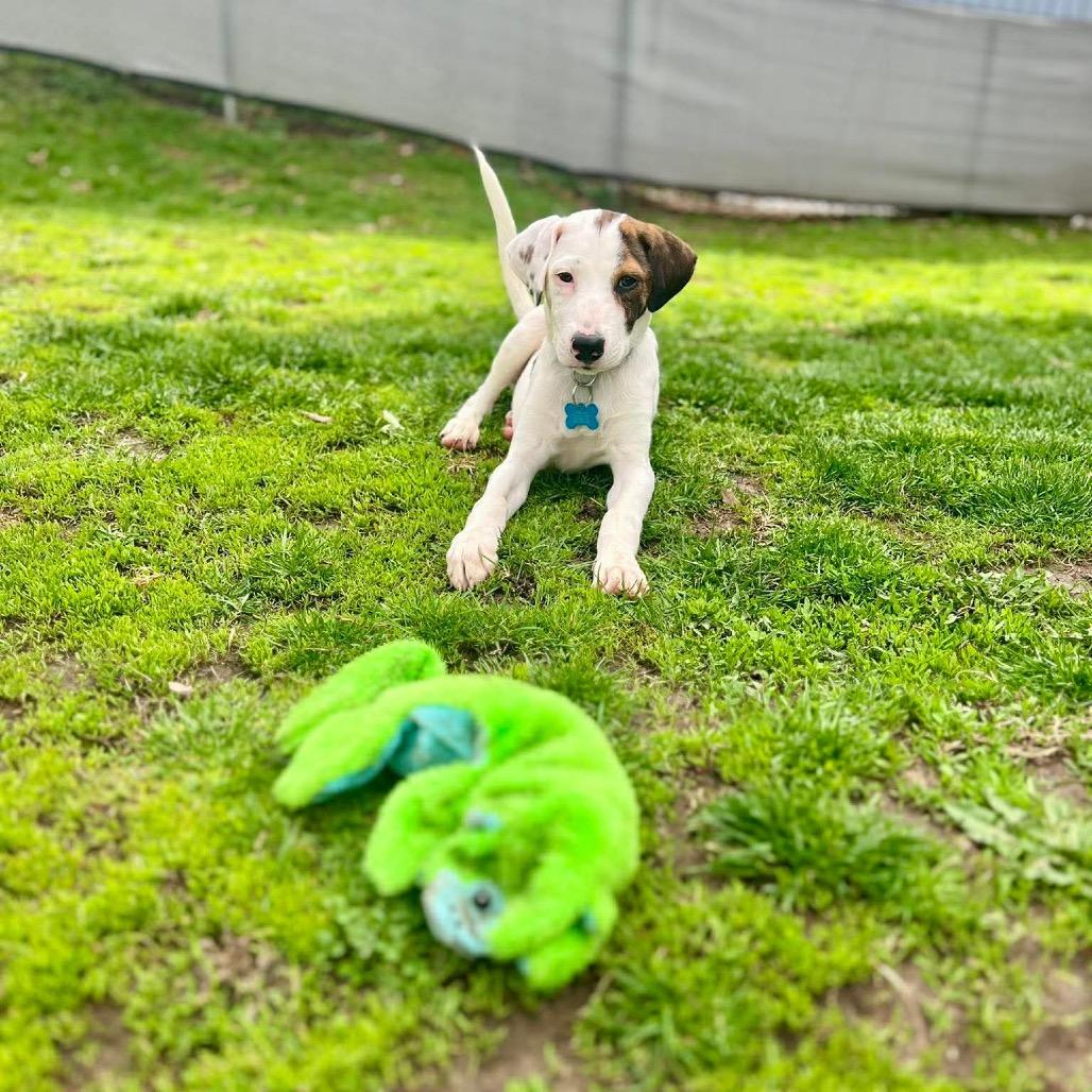 Enlarge Rocky, a Adoptable mixed breed in St. Charles, IL image 4/6