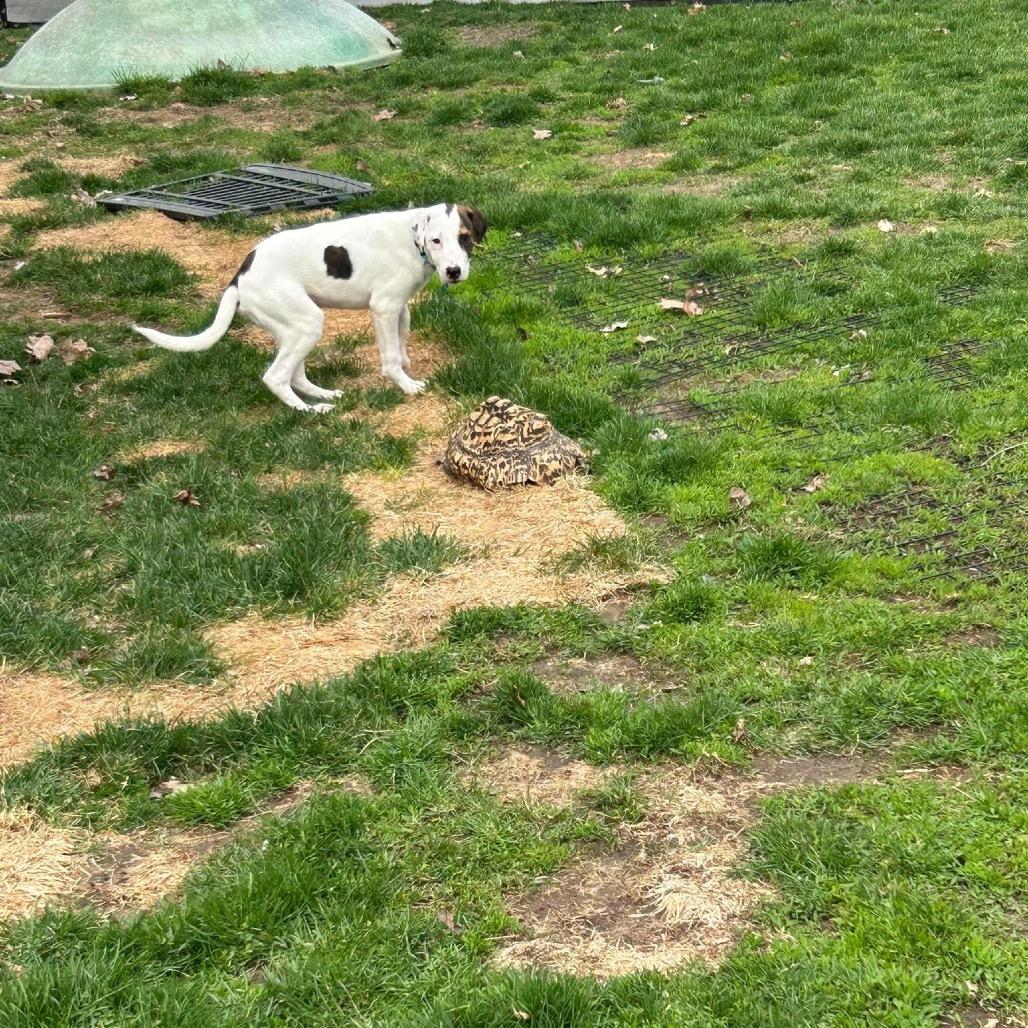 Enlarge Rocky, a Adoptable mixed breed in St. Charles, IL image 5/6