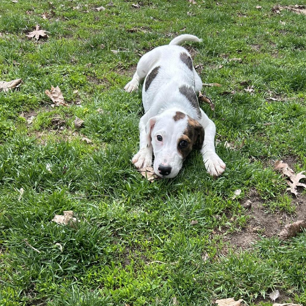 Enlarge Rocky, a Adoptable mixed breed in St. Charles, IL image 6/6