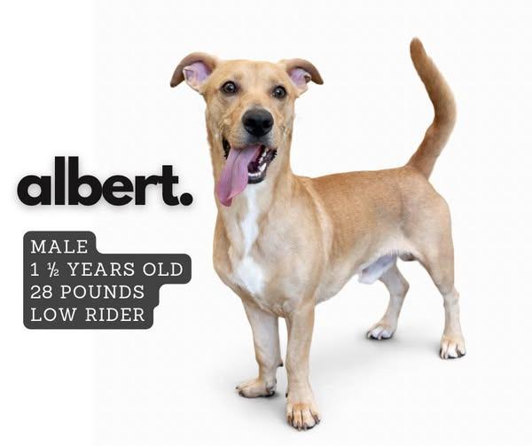 Enlarge Albert, a Adoptable mixed breed in Ashland, KY image 1/1