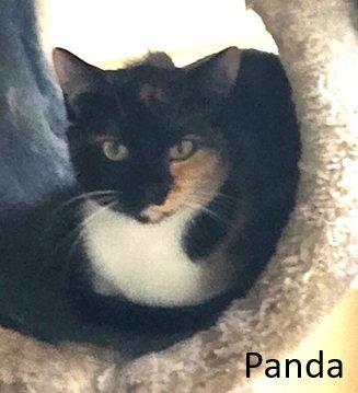 Panda, Adoptable, Young Female Domestic Short Hair.