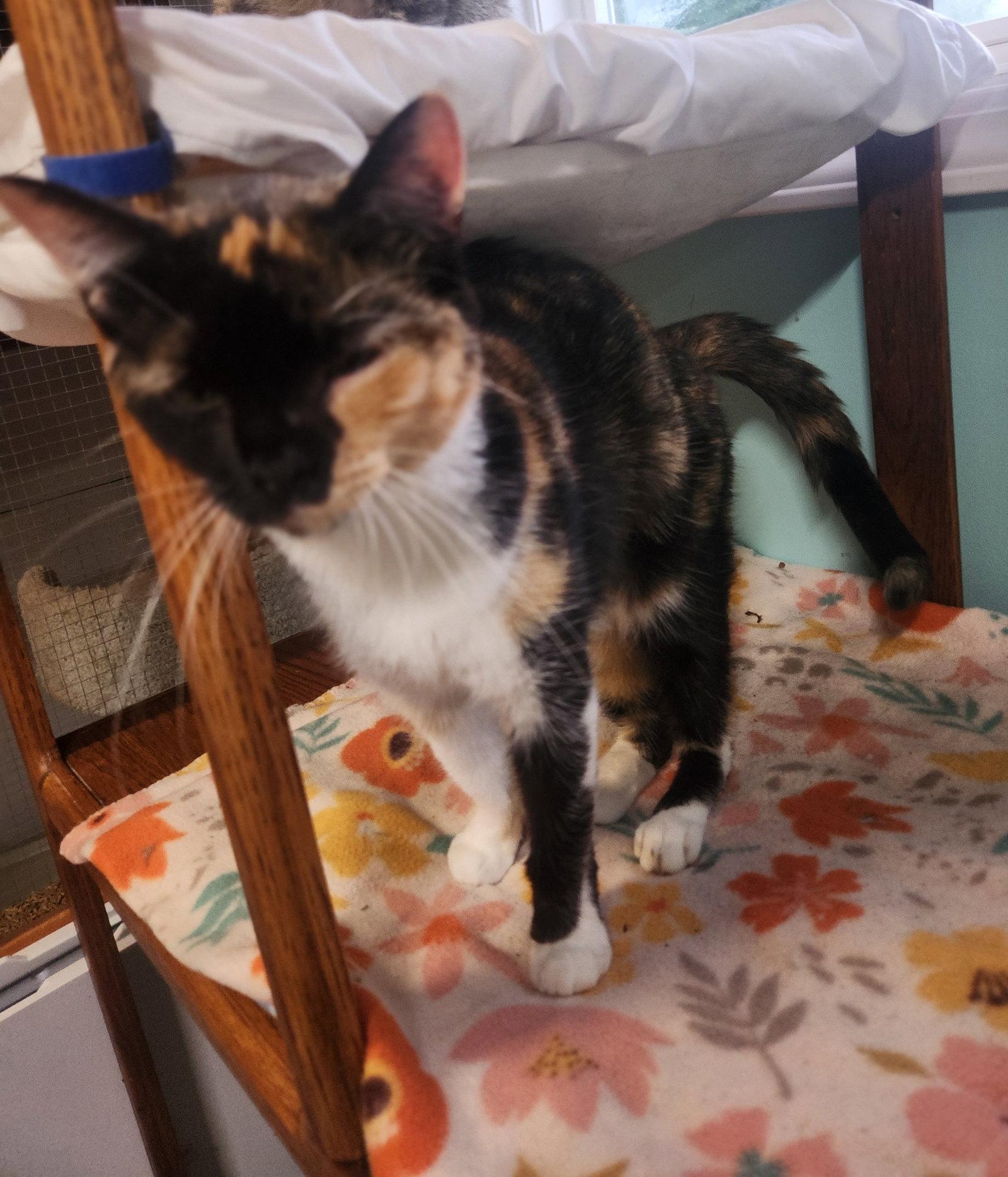 Enlarge Panda, a Adoptable Domestic Short Hair in Crossville, TN image 2/3
