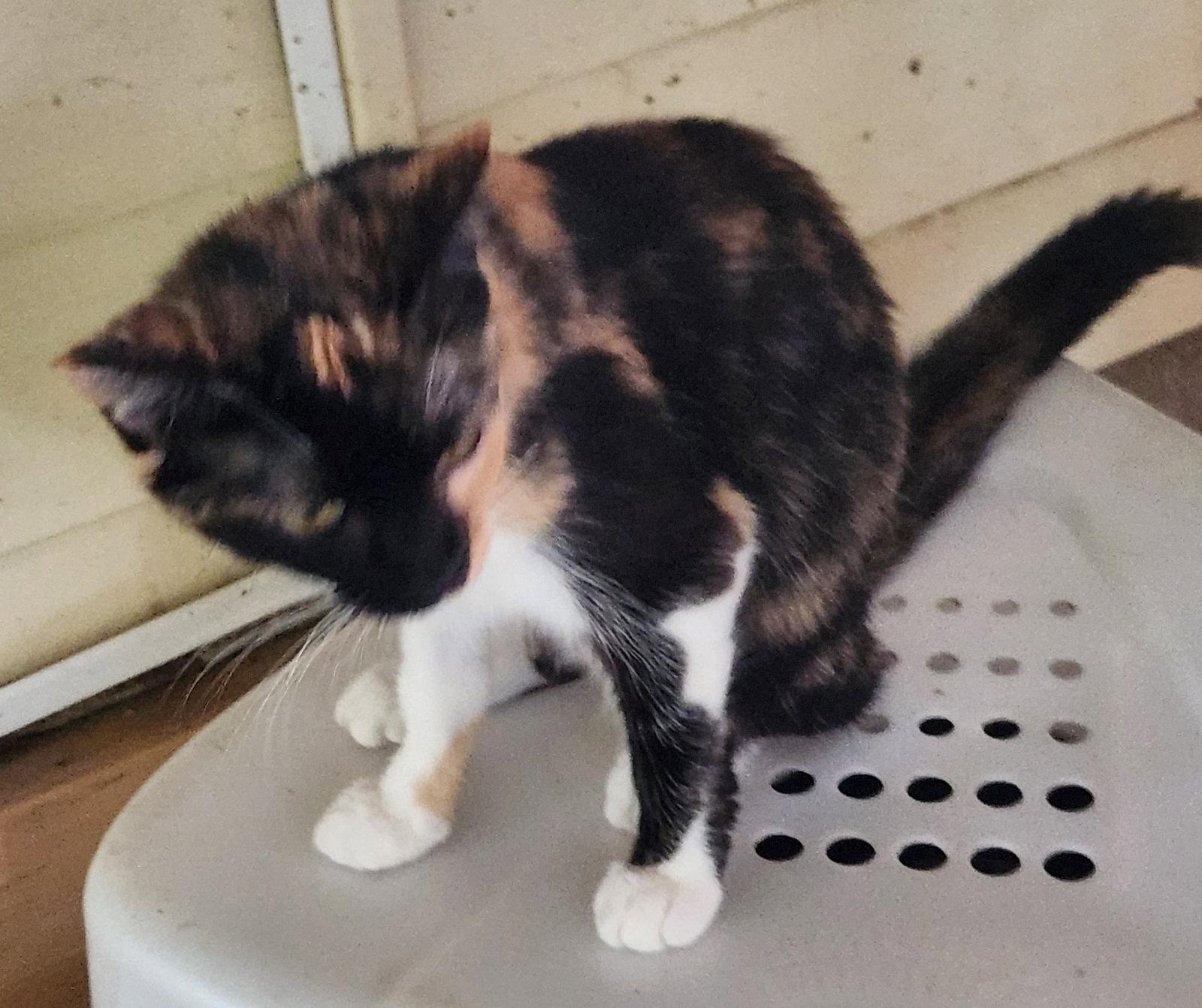Enlarge Panda, a Adoptable Domestic Short Hair in Crossville, TN image 3/3
