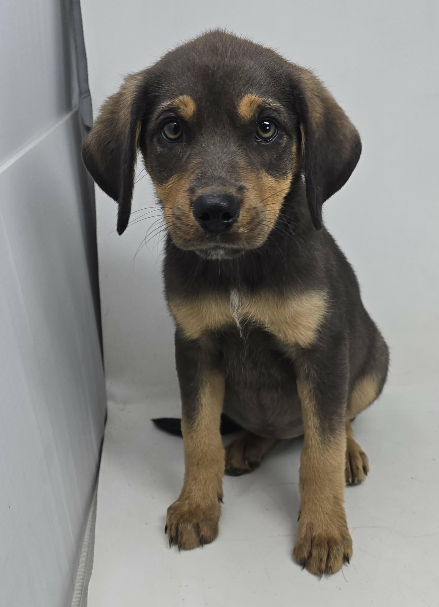 Enlarge Touch Gold, an adopted mixed breed in Newport, TN image 3/4