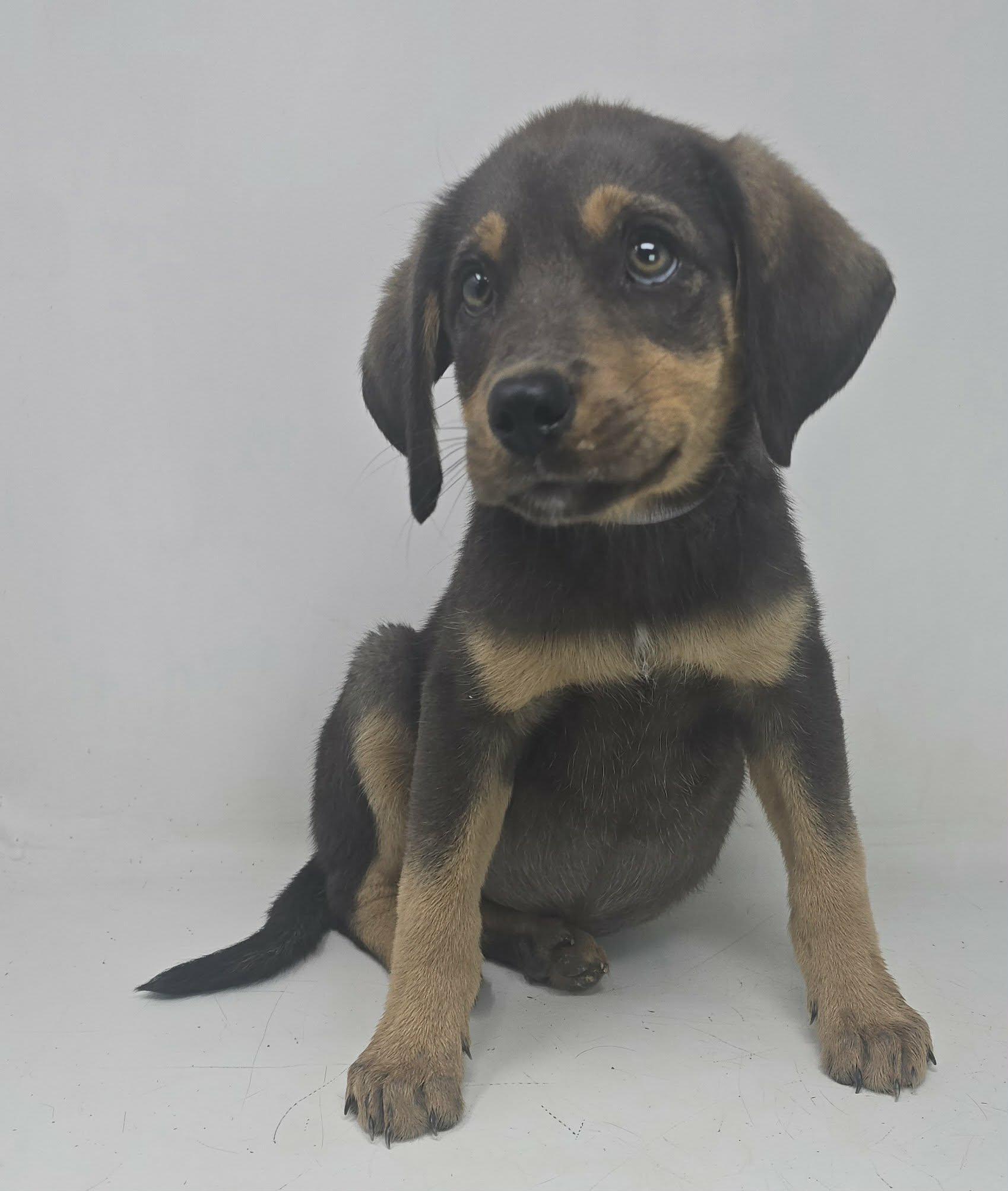 Enlarge Touch Gold, an adopted mixed breed in Newport, TN image 4/4