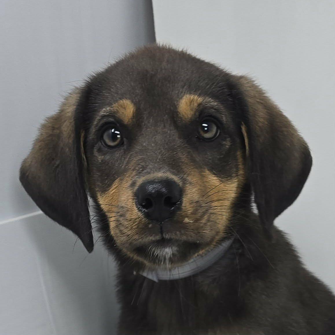 Touch Gold, adopted, Puppy Female Labrador Retriever & Hound.