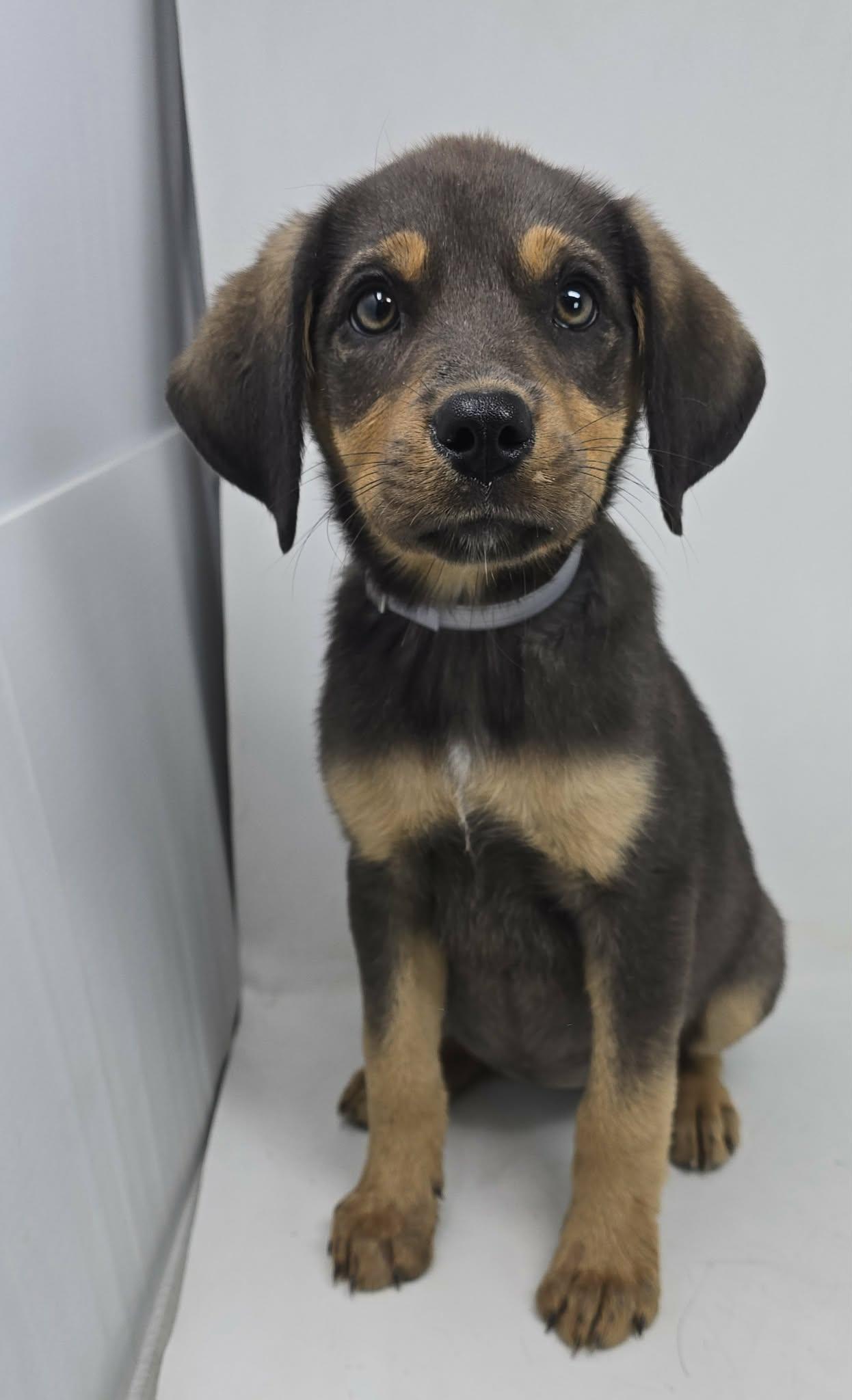 Enlarge Touch Gold, an adopted mixed breed in Newport, TN image 2/4