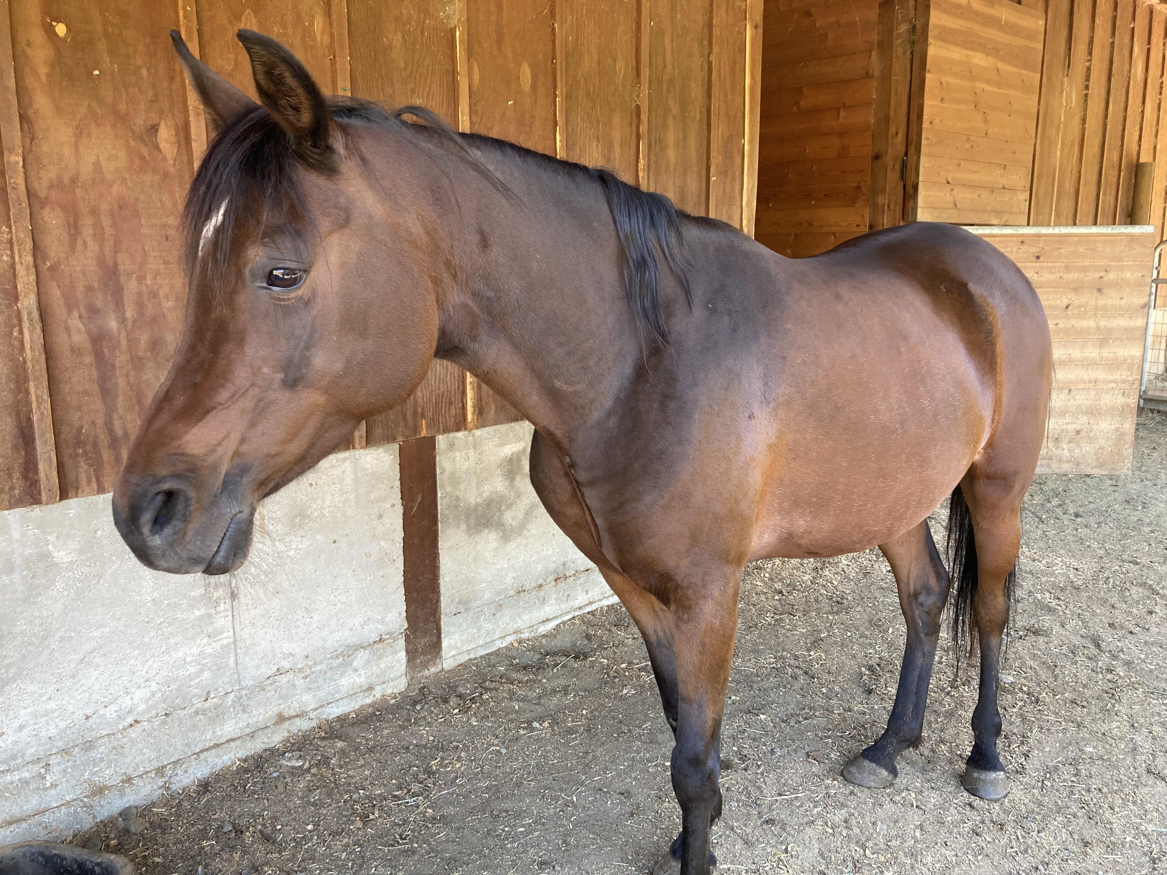 Isabelle, a Adoptable Arabian in Quilcene, WA image 1/5