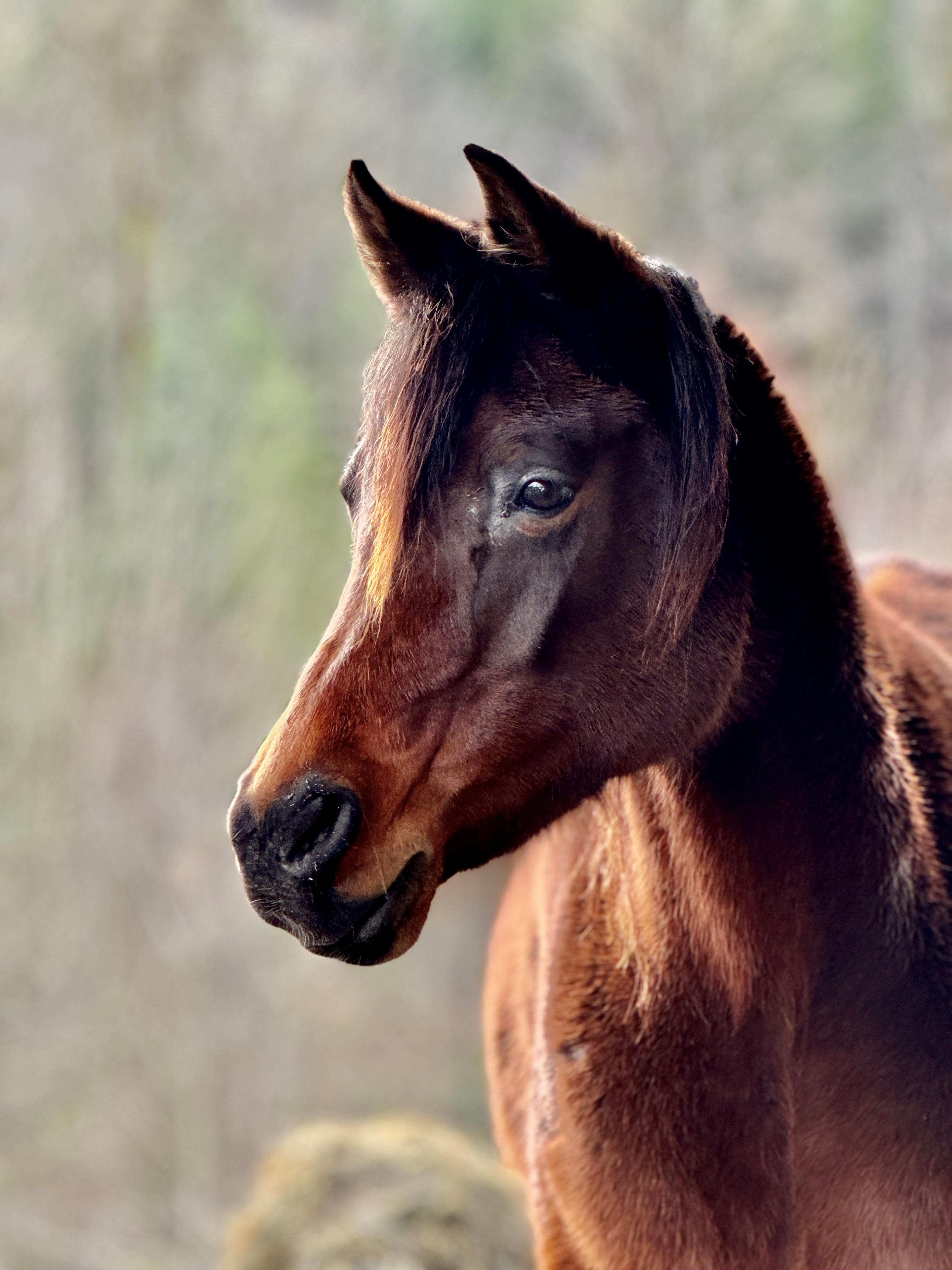 Isabelle, a Adoptable Arabian in Quilcene, WA image 5/5