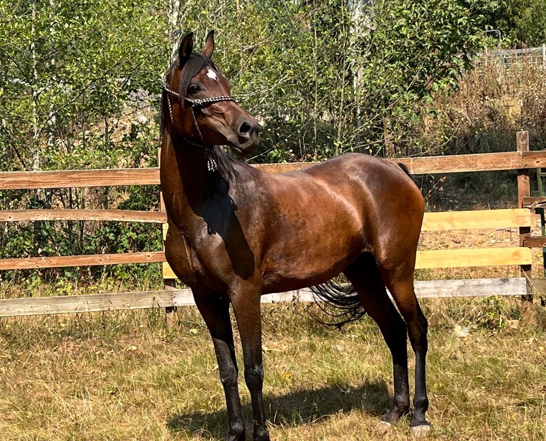 Isabelle, a Adoptable Arabian in Quilcene, WA image 2/5