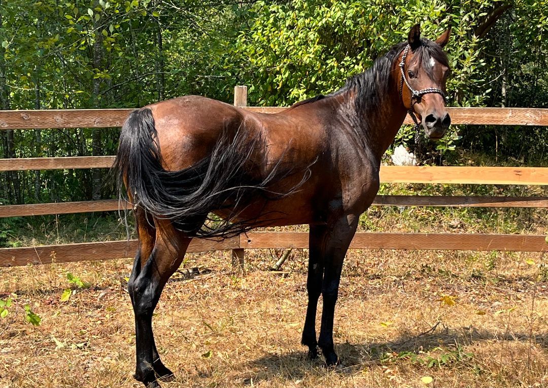 Isabelle, a Adoptable Arabian in Quilcene, WA image 3/5