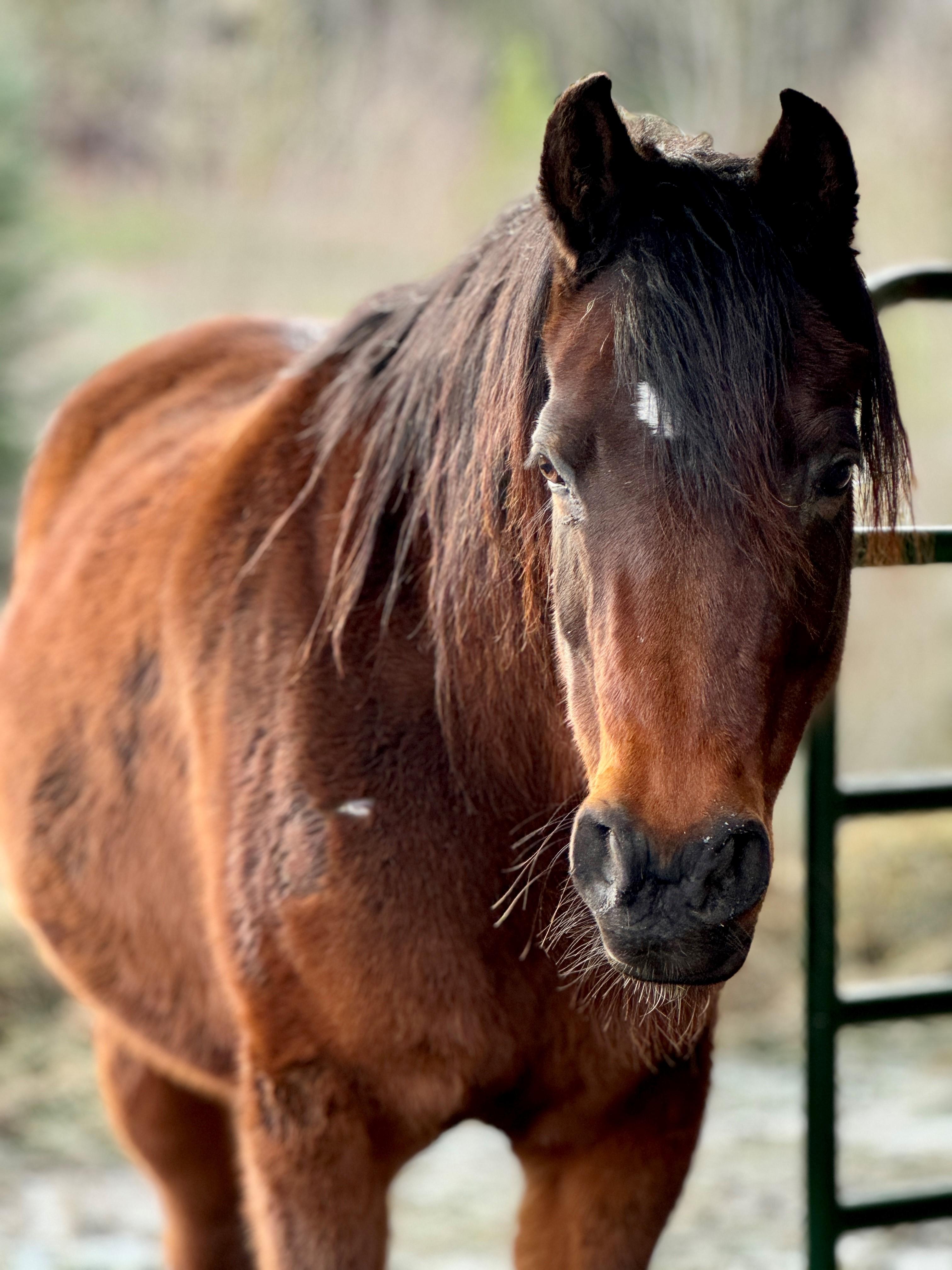 Isabelle, a Adoptable Arabian in Quilcene, WA image 2/5