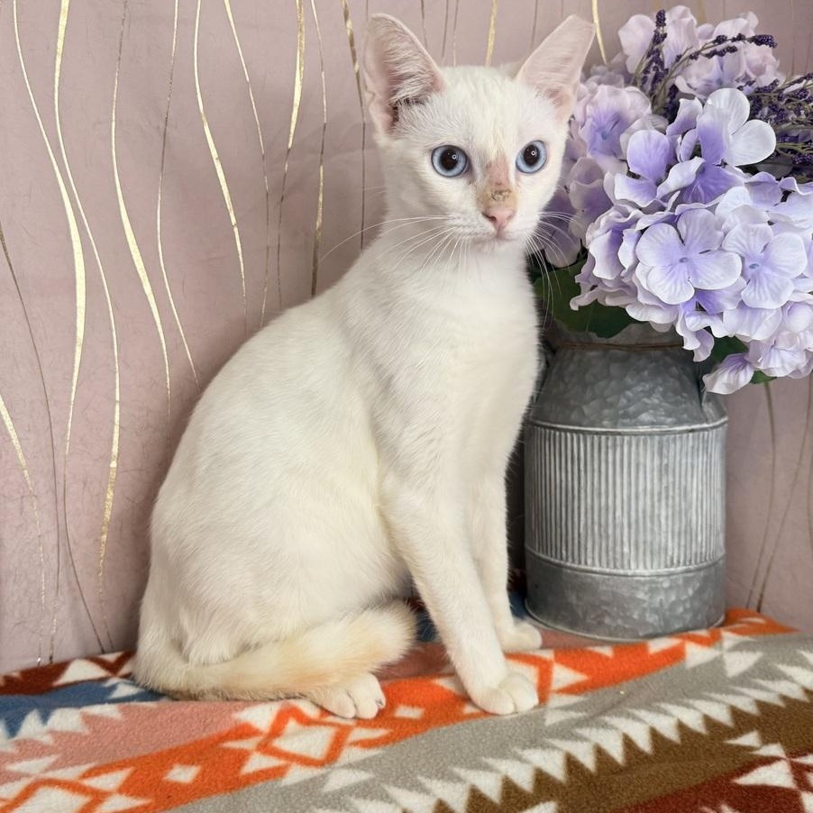 Tato, Adoptable, Kitten Male Siamese.