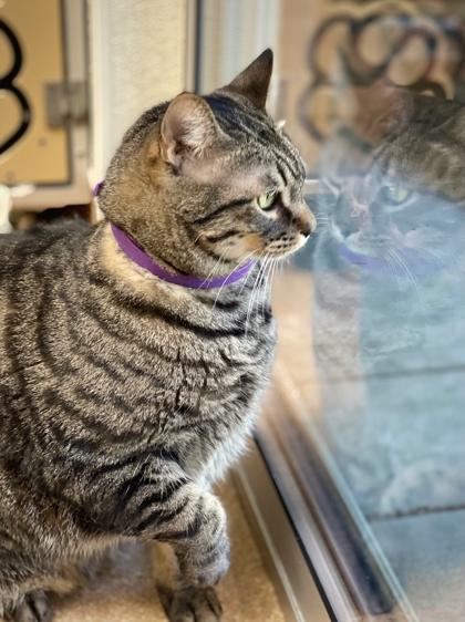 Eddy, Adoptable, Adult Male Domestic Short Hair & Domestic Short Hair.