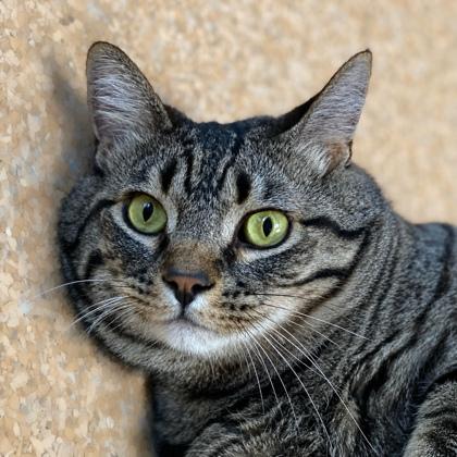 Enlarge Eddy, a Adoptable mixed breed in Burlington, WA image 2/3