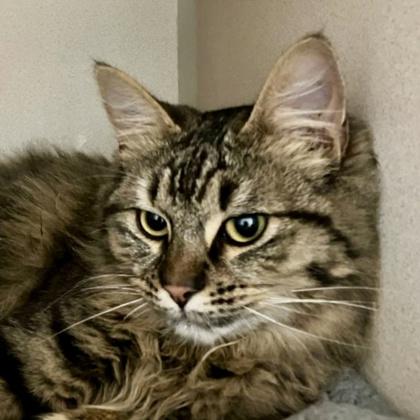Enlarge Eddy, a Adoptable mixed breed in Burlington, WA image 3/3