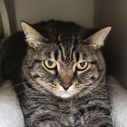 Enlarge Eddy, a Adoptable mixed breed in Burlington, WA image 2/3