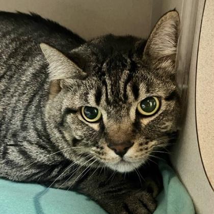 Enlarge Eddy, a Adoptable mixed breed in Burlington, WA image 3/3