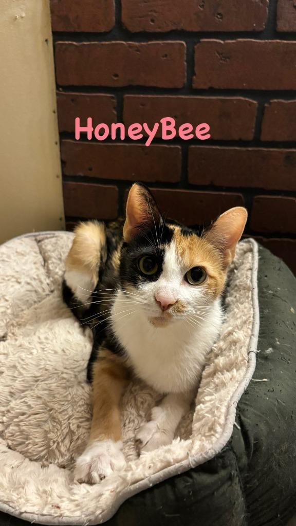 HoneyBee, Adoptable, Young Female Domestic Short Hair.