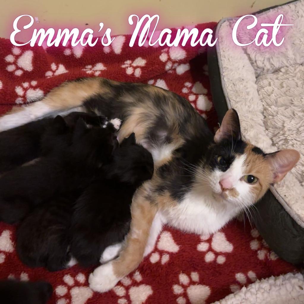 Enlarge HoneyBee, a Adoptable Domestic Short Hair in Hillsboro, OH image 2/2