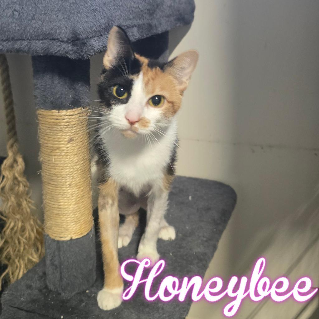 Enlarge HoneyBee, a Adoptable Domestic Short Hair in Hillsboro, OH image 3/6