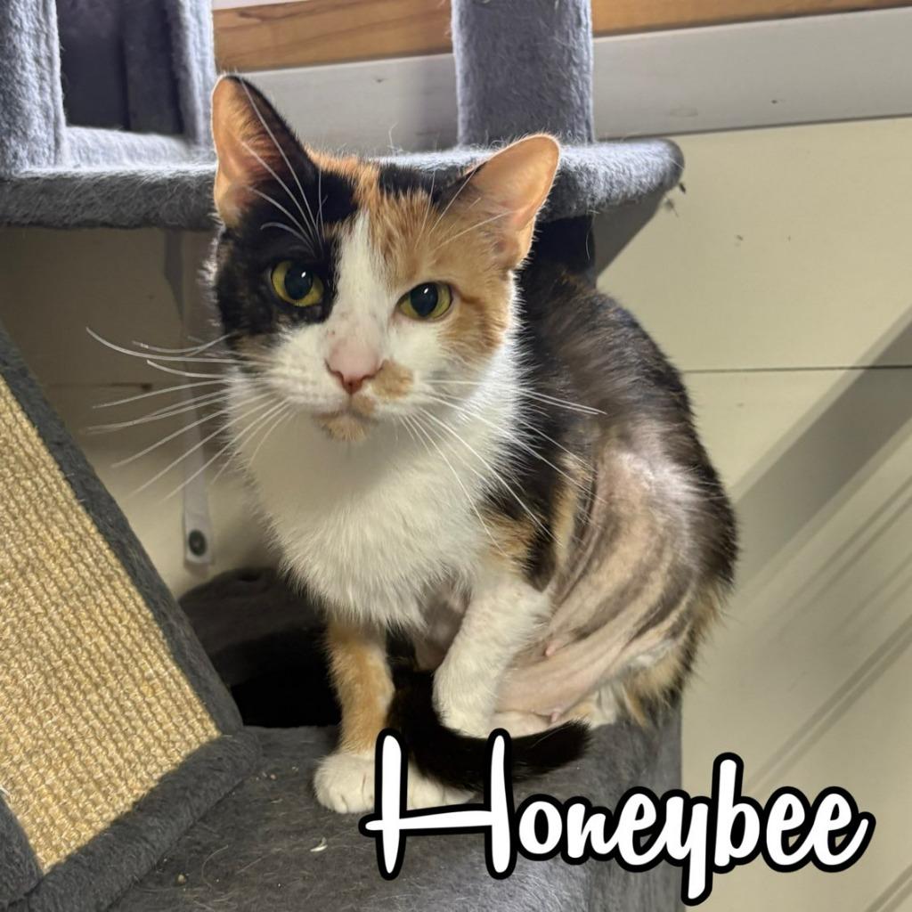 Enlarge HoneyBee, a Adoptable Domestic Short Hair in Hillsboro, OH image 4/6
