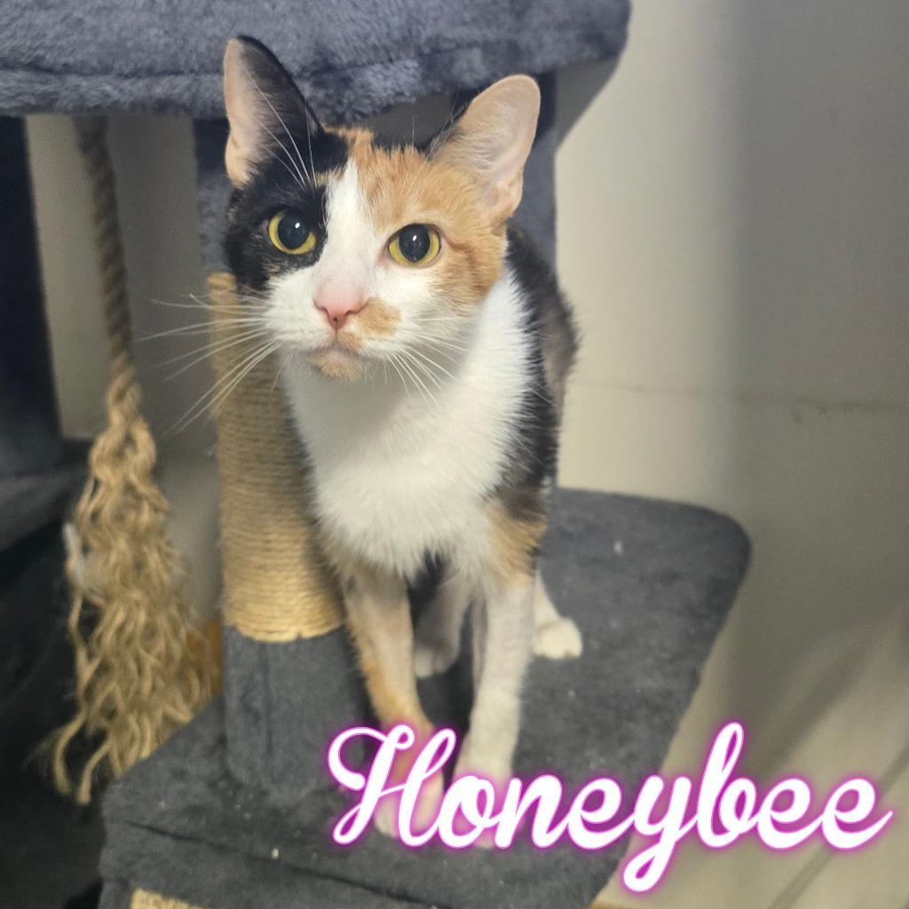 Enlarge HoneyBee, a Adoptable Domestic Short Hair in Hillsboro, OH image 5/6