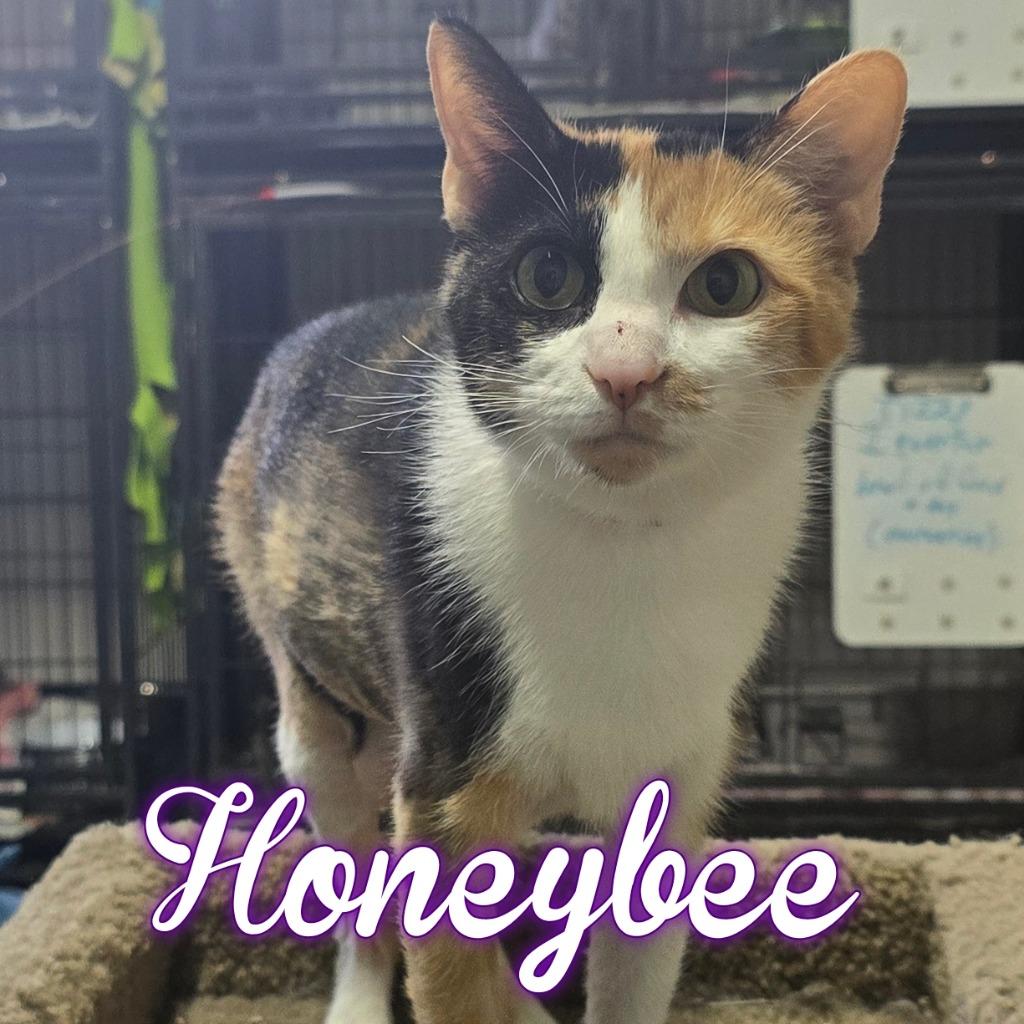 HoneyBee, a Adoptable Domestic Short Hair in Hillsboro, OH image 4/5