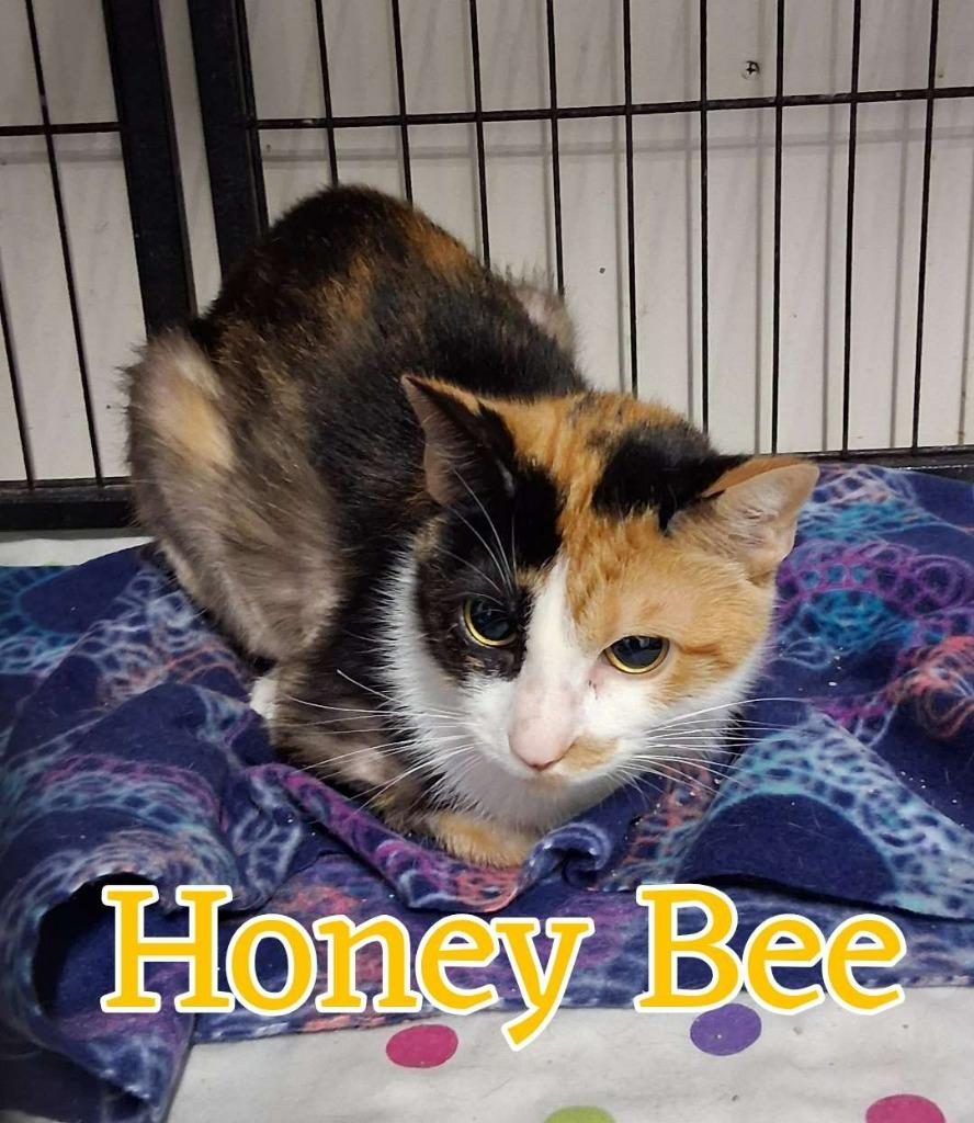 Enlarge HoneyBee, a Adoptable Domestic Short Hair in Hillsboro, OH image 6/6
