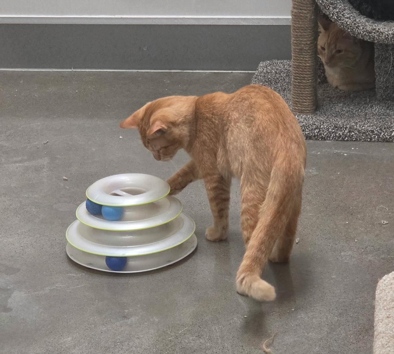 Enlarge Archie, a Adoptable Domestic Short Hair in Pocatello, ID image 2/3