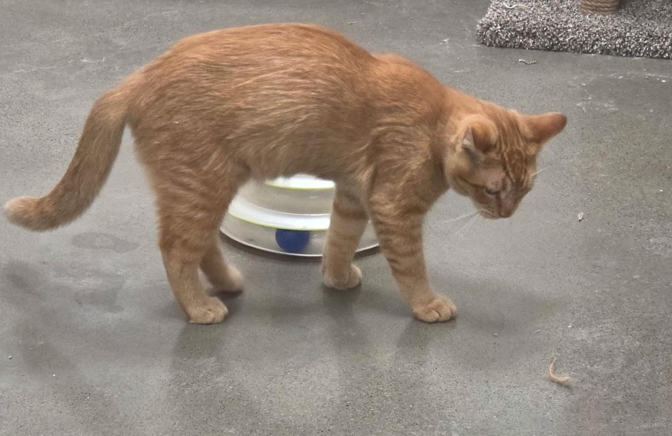Enlarge Archie, a Adoptable Domestic Short Hair in Pocatello, ID image 3/3