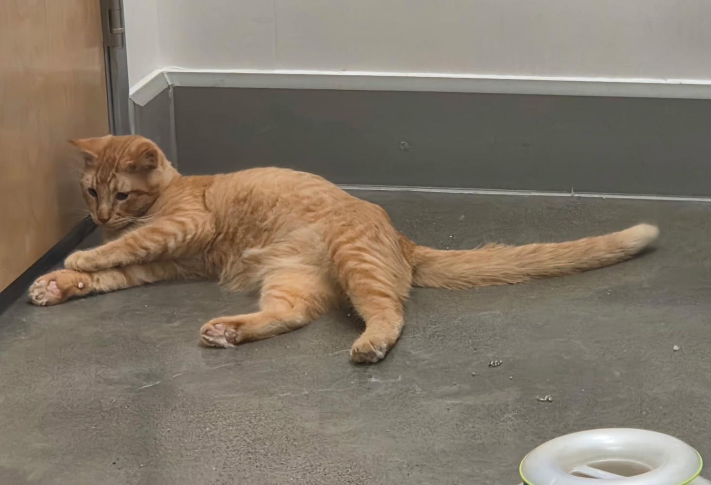 Archie, Adoptable, Young Male Domestic Short Hair.